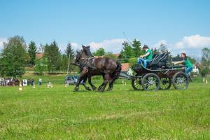 Utrinki iz 2. mednarodnega srečanja kočij in kočijažev na Grabah (8.5.2016) 5